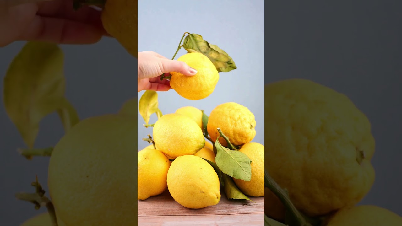 CITRON DE MENTON 🍋 C'est la pleine saison !